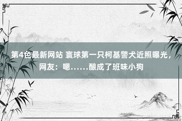 第4色最新网站 寰球第一只柯基警犬近照曝光，网友：嗯……酿成了班味小狗